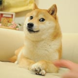 Doge