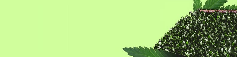 High Times hero